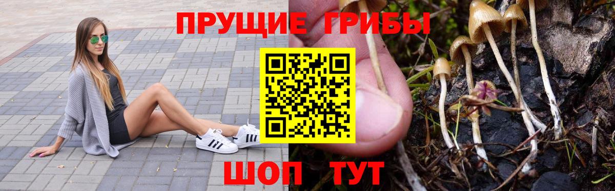 Галлюциногенные грибы Cubensis  закладки  Михайловск  Вход с VPN  Псилоцибиновые грибы Psilocybine cubensis 